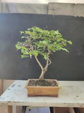 bonsai carpino usato  Isernia