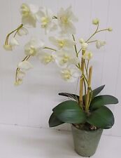 494 double phalaenopsis for sale  Dacono