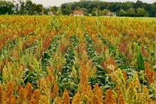 Wgf sorghum seeds for sale  High Point