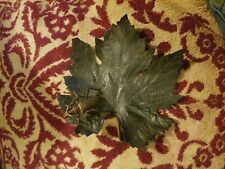 leaf insect for sale  ENFIELD