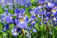 Iris sibirica plante d'occasion  Krautergersheim
