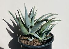 Aloe glauca cluster for sale  Mission Viejo