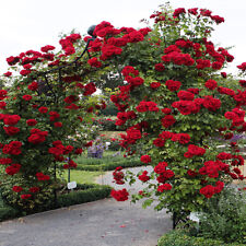Usado, Sementes de rosas vermelhas para escalada mudas de plantas de flores de jardim (Compre 1 e ganhe 1 15% de desconto) comprar usado  Enviando para Brazil