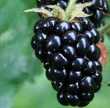 Blackberry de triple corona - 20 semillas - moras gigantes sin espinas bayas negras segunda mano  Embacar hacia Argentina