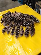 Pine cones hobby for sale  Cortland