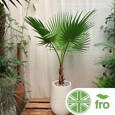 Exotic washington palm for sale  MANCHESTER