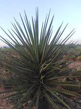 Rare grand yucca d'occasion  Outarville