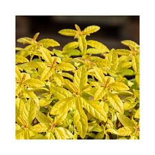 Lemon verbena golden for sale  WICKFORD