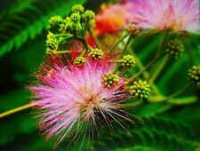 Albizia julibrissin pink for sale  Shipping to Ireland