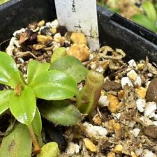 Nepenthes villosa aw gebraucht kaufen  Hemsbach