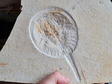Limule fossile mesolimulus d'occasion  Sessenheim