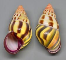 Used, Shells - Amphidromus latesgriatus sumbaensis 38.5mm landsnail for sale  Shipping to South Africa