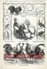 Estampa de gravura antiga grande da década de 1850 com raças de aves e pombos Champs, usado comprar usado  Enviando para Brazil