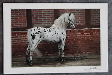 Postkarte pony ponys gebraucht kaufen  Limburg