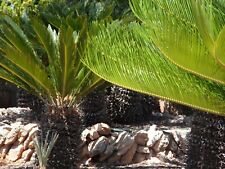 Japanische palmfarn cycas gebraucht kaufen  Jessen