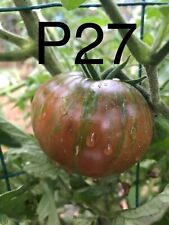 Graine seed tomate d'occasion  La Pacaudière