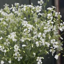 Soapwort white beauty for sale  UK
