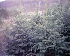 Picea pungens glauca for sale  Walterboro