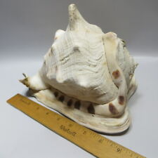 Horned helmet seashell for sale  Toledo