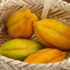 Babaco papaya vasconcellea for sale  Lakeland