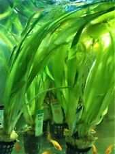 Vallisneria gigantea plante d'occasion  Les Andelys