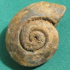 Gastropod Fossil Pleurotomaria sp. Bolivia for sale  Shipping to South Africa