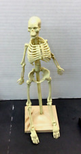 Skeleton anatomical human for sale  Shipping to Ireland