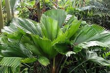Vanuatu fan palm for sale  USA