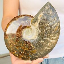 774g natural ammonite d'occasion  Expédié en Belgium