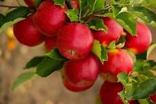 Paradise apple red for sale  Canton