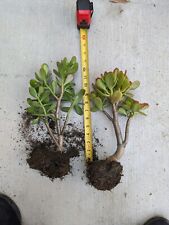 Rooted crassula ovata for sale  Ontario