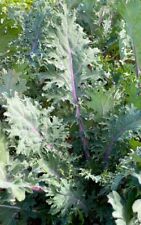 200 kale red for sale  Huntley