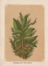 Pistacho pistacho enebro (Juniperus) grabado en madera coloreado de 1851, usado segunda mano  Embacar hacia Spain