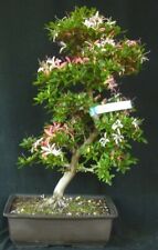 Bonsai - azalea dal Giappone - rododendro indicum KOUN - bonsai all'aperto, usato usato  Spedire a Italy