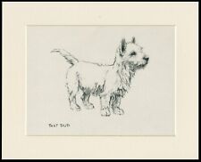 WEST HIGHLAND WHITE TERRIER WESTIE PUP 1933 DOG SKETCH PRINT KF BARKER MOUNTED usato  Spedire a Italy