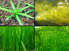 Aquariumpflanzen wasserpest va gebraucht kaufen  Wiehl