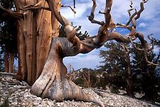 Bristlecone pine pinus for sale  Elko