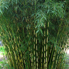 Umbrella bamboo fargesia for sale  UK
