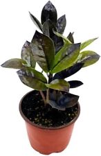 Raven live houseplant for sale  Tampa