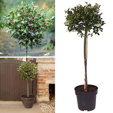 Standard holly trees for sale  LONDON