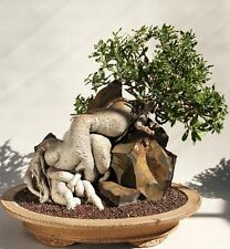 Fockea edulis bonsai usato  Napoli
