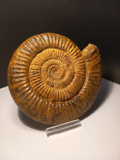 Magnifique ammonite perisphinc d'occasion  Hommarting
