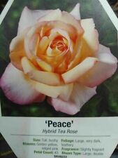 Peace rose yellow for sale  Ben Wheeler