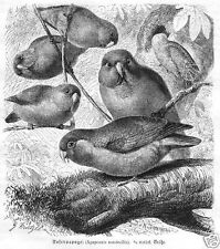Usado, Rosenköpfchen agaporni roseicollis madera pinchazo 1891 loro ornitología segunda mano  Embacar hacia Spain