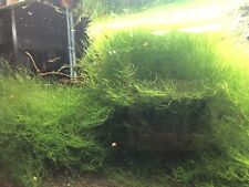 Mousse aquarium riccia d'occasion  Bessines-sur-Gartempe