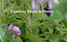 Comfrey roots plants for sale  ILKESTON