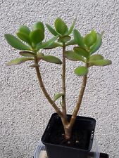 Schöner großer crassula gebraucht kaufen  Mutterstadt