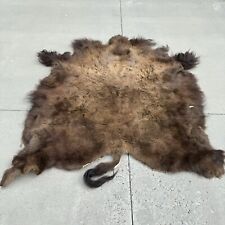 American montana bison for sale  Laurel