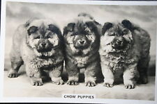 Tarjeta fotográfica vintage de perro CHOW CHOW PUPPIES AD09M AD09M segunda mano  Embacar hacia Argentina