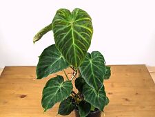 Philodendron verrucosum inch for sale  Winter Park